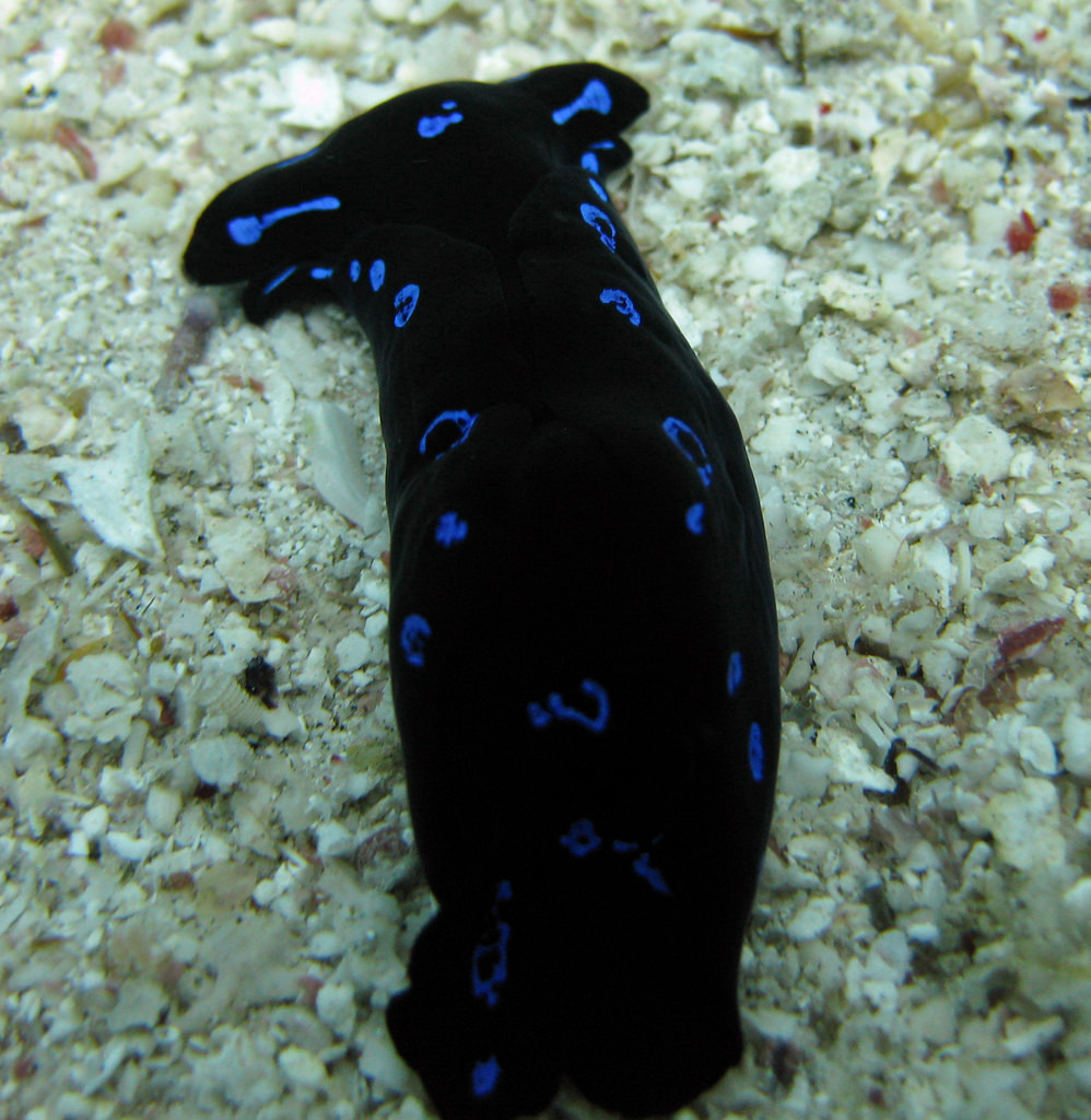Blue-spotted Shield Slug