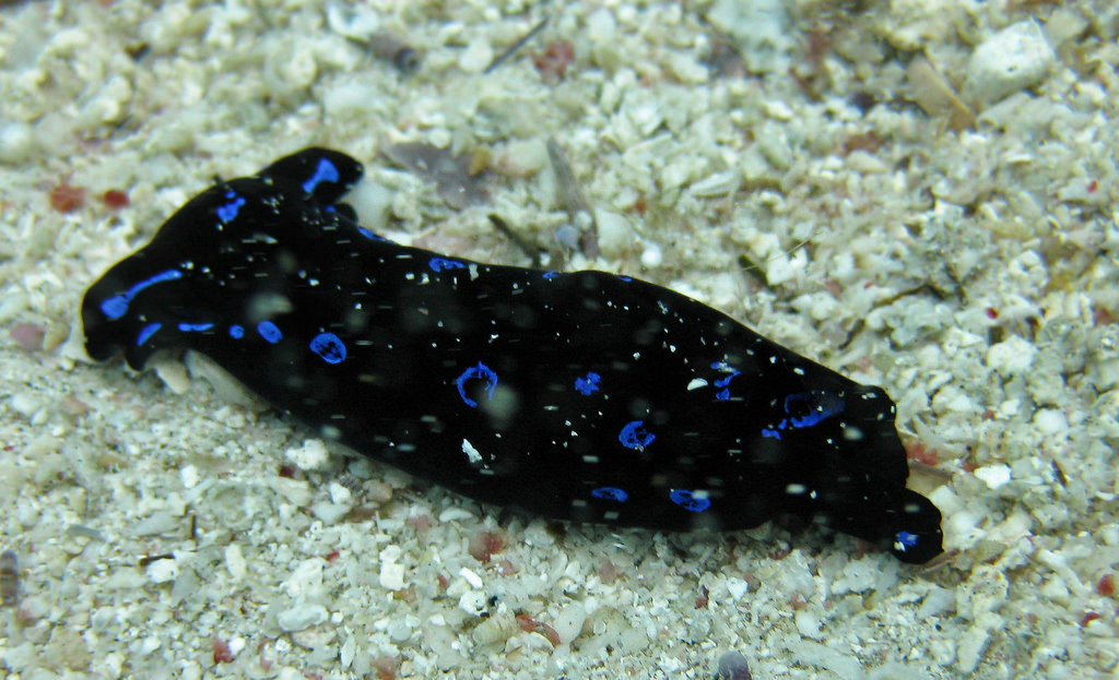 Chélinodure bleue