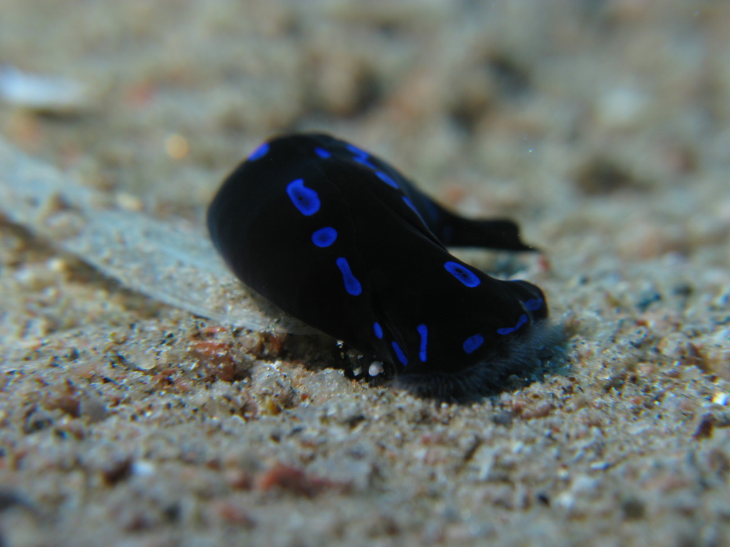 Chélinodure bleue