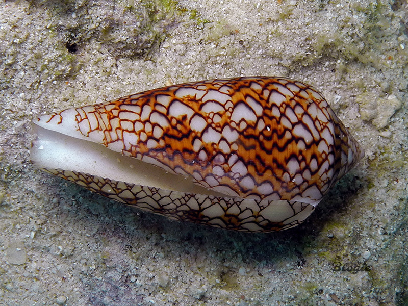 Textile Cone