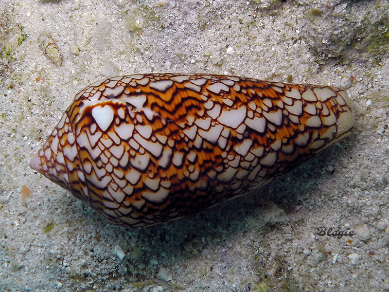 Textile Cone