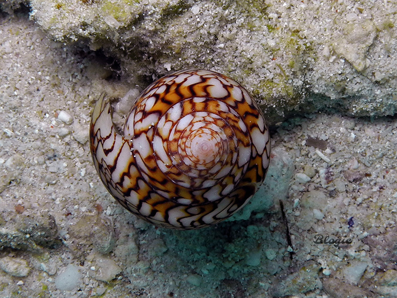 Textile Cone