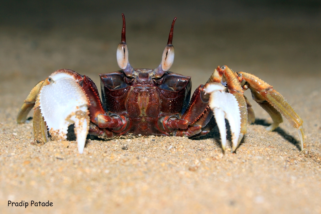 Horned Ghost Crab