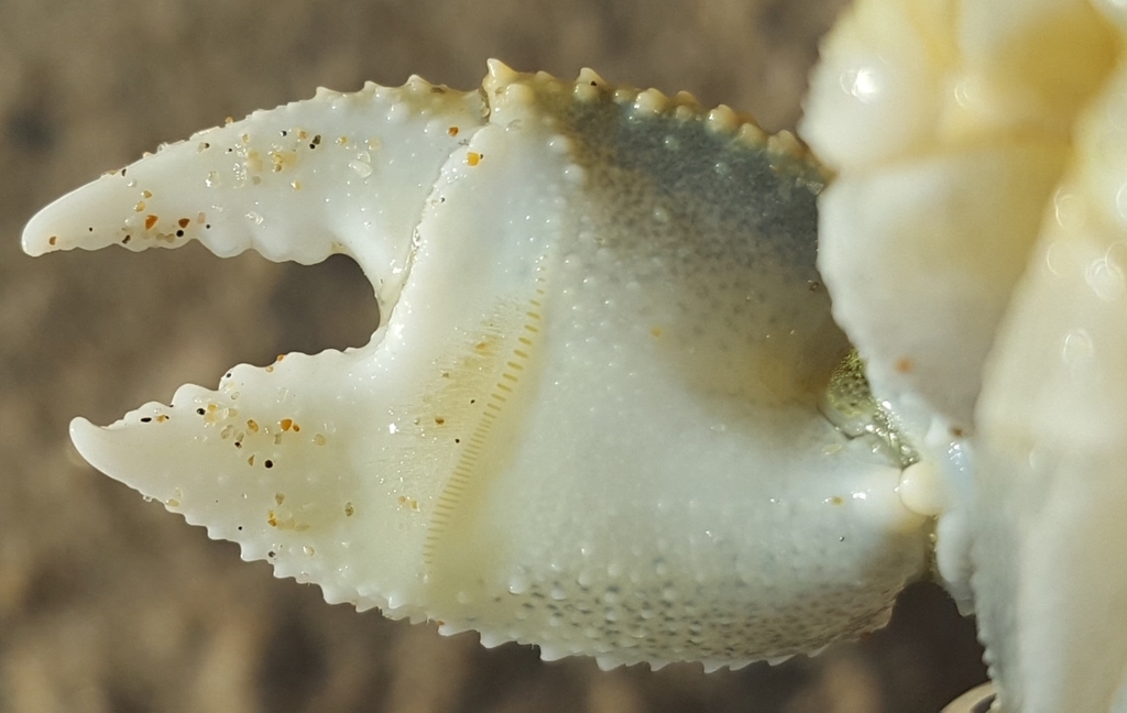 Horned Ghost Crab