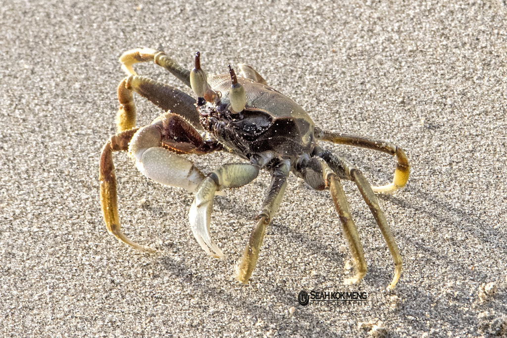 Horned Ghost Crab