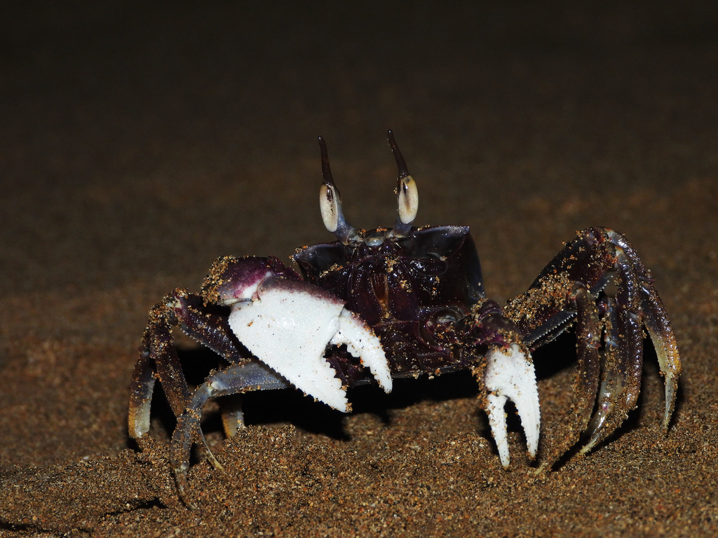 Horned Ghost Crab