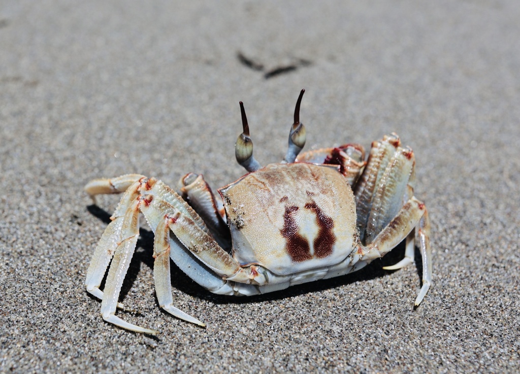 Horned Ghost Crab