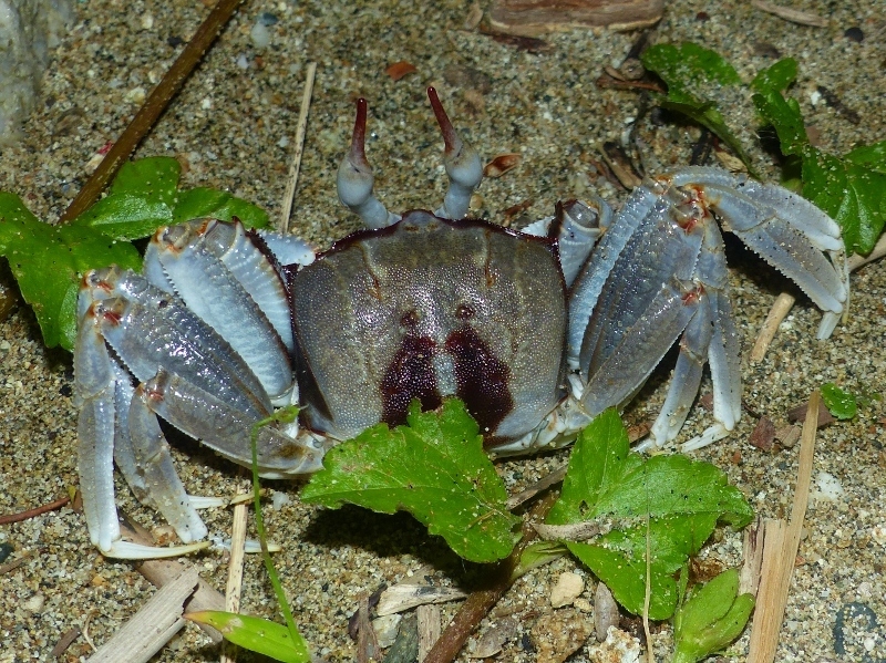 Horned Ghost Crab