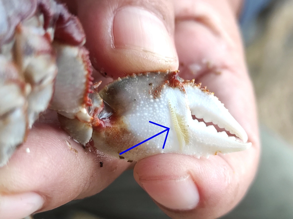 Horned Ghost Crab