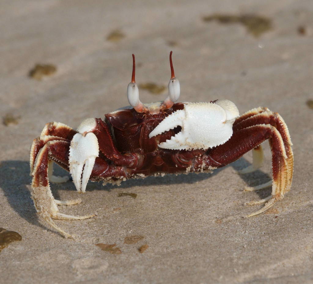 Horned Ghost Crab