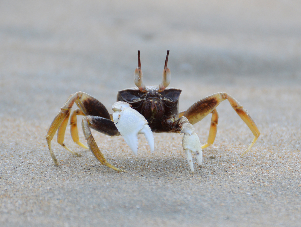 Horned Ghost Crab