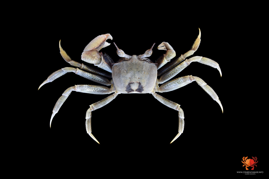 Horned Ghost Crab