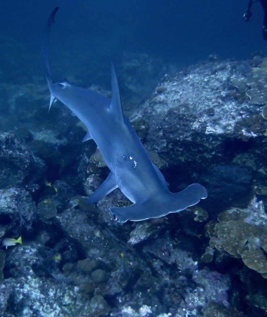 Requin-marteau halicorne