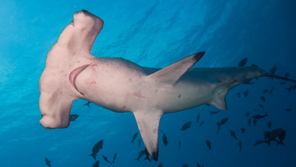 Requin-marteau halicorne
