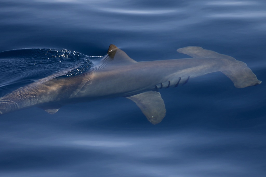 Requin-marteau halicorne