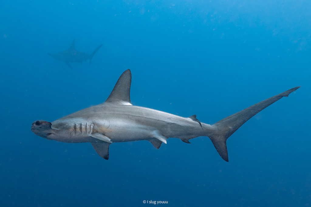 Requin-marteau halicorne