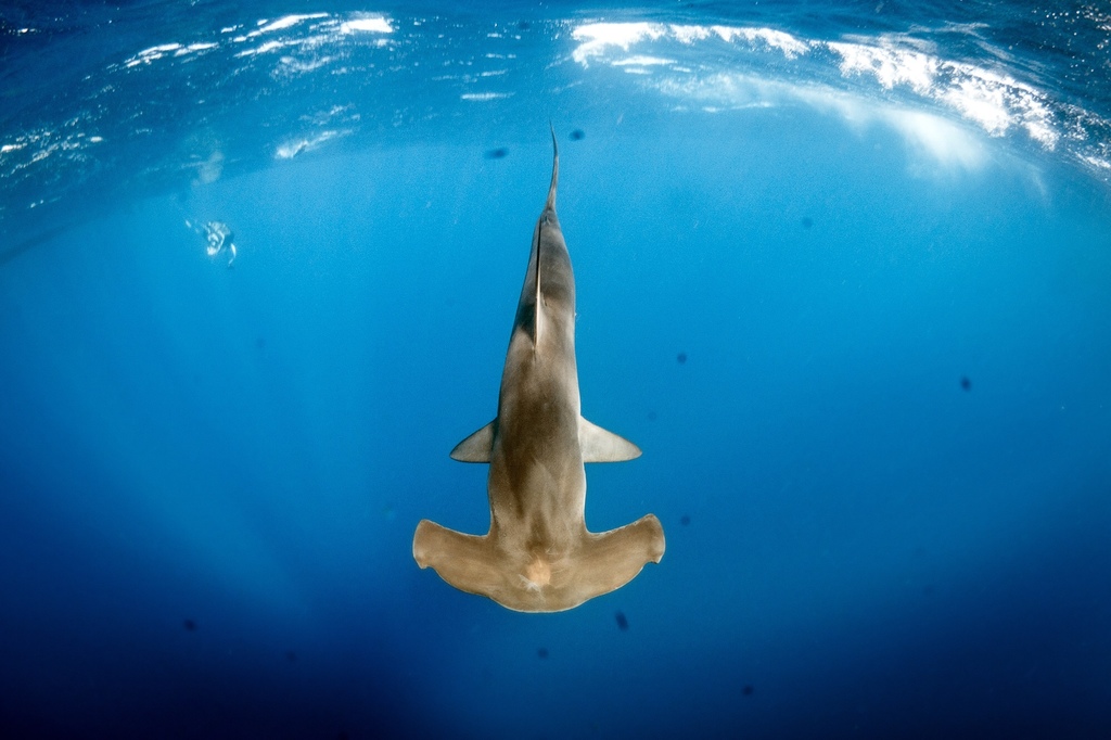 Requin-marteau commun