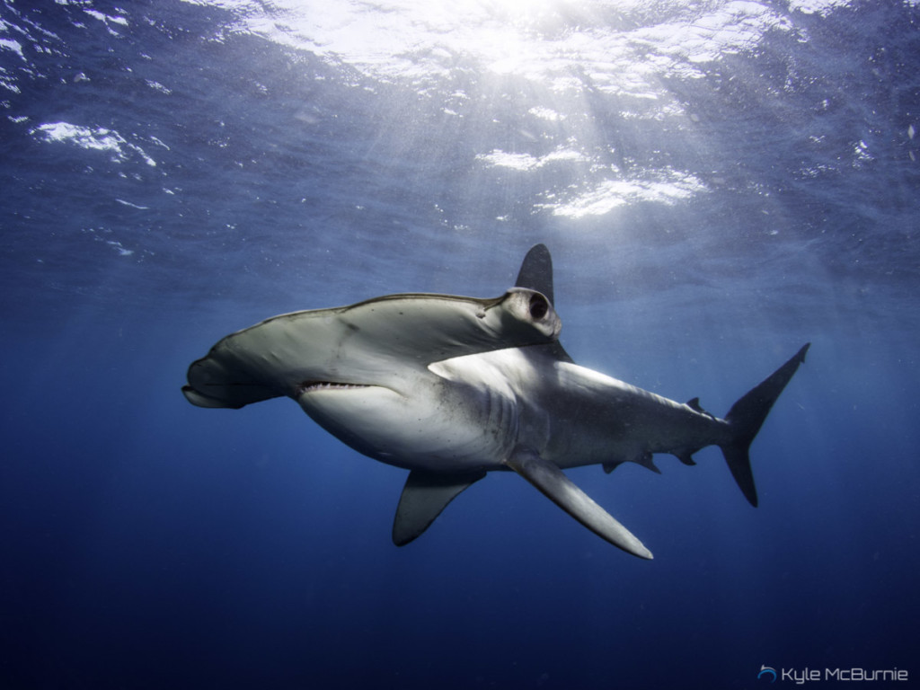 Requin-marteau commun