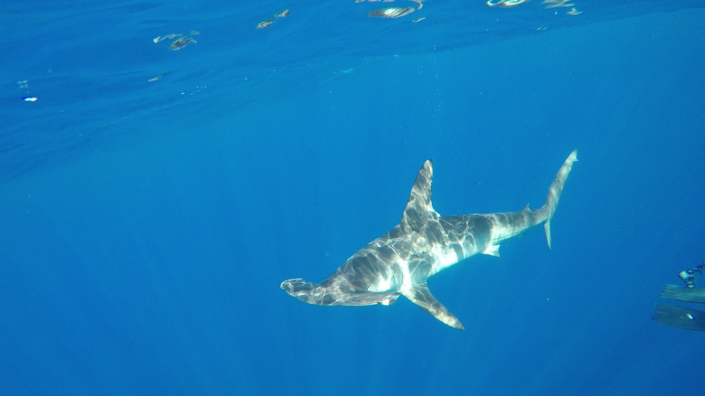 Requin-marteau commun