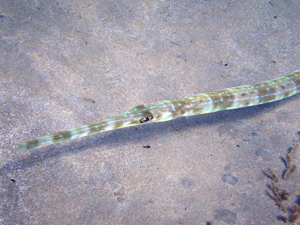 Bluespotted Cornetfish