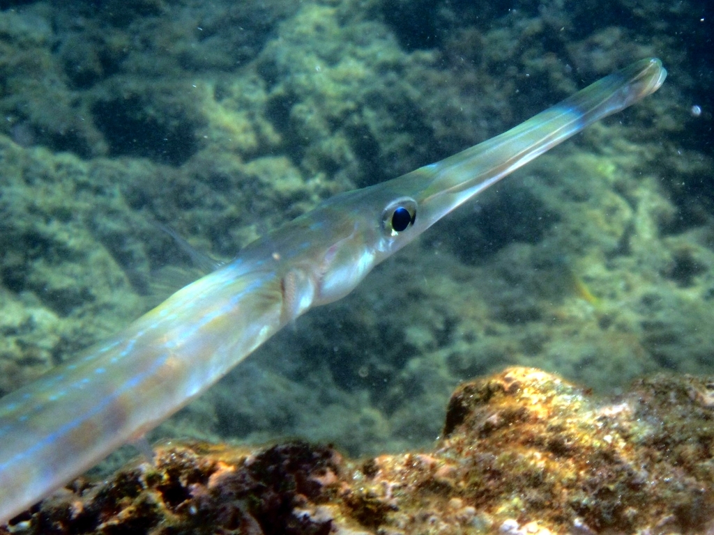 Poisson-flûte à taches bleues