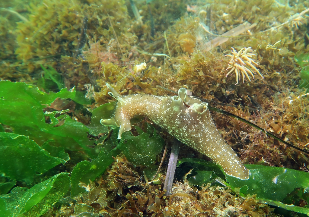 Lièvre de mer moucheté