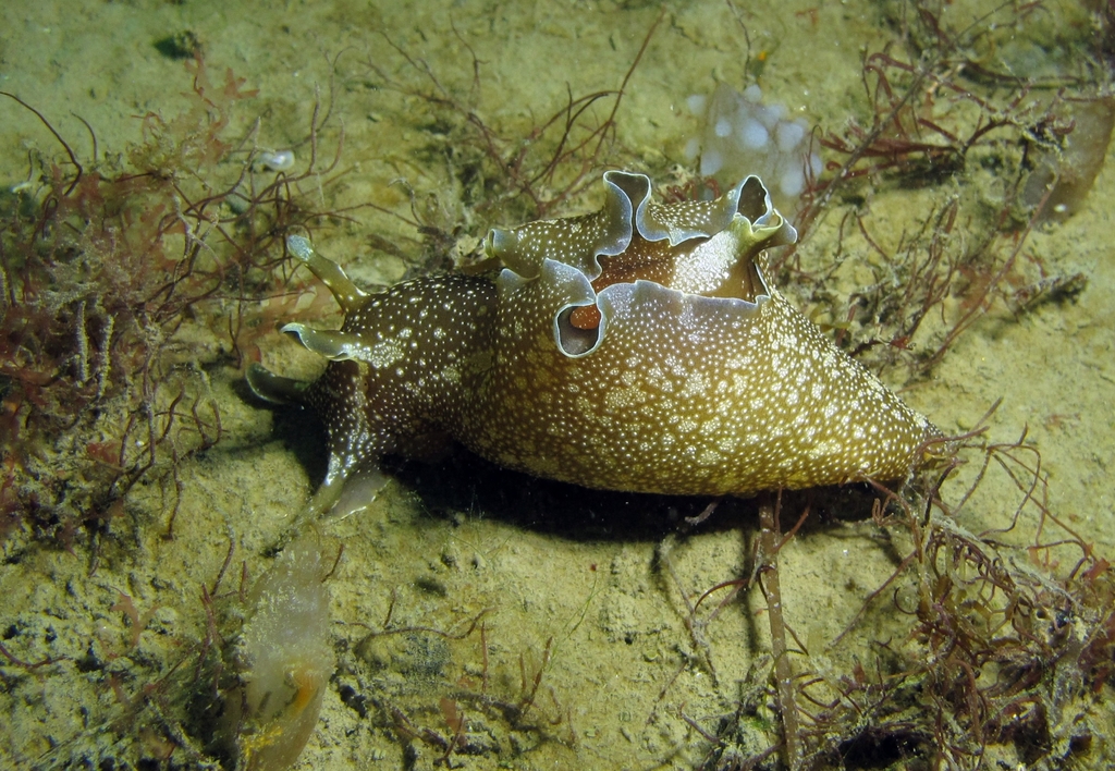 Lièvre de mer moucheté