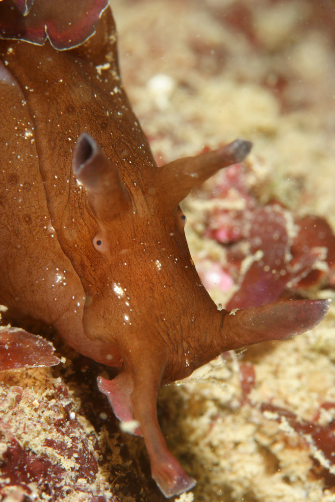 Lièvre de mer moucheté