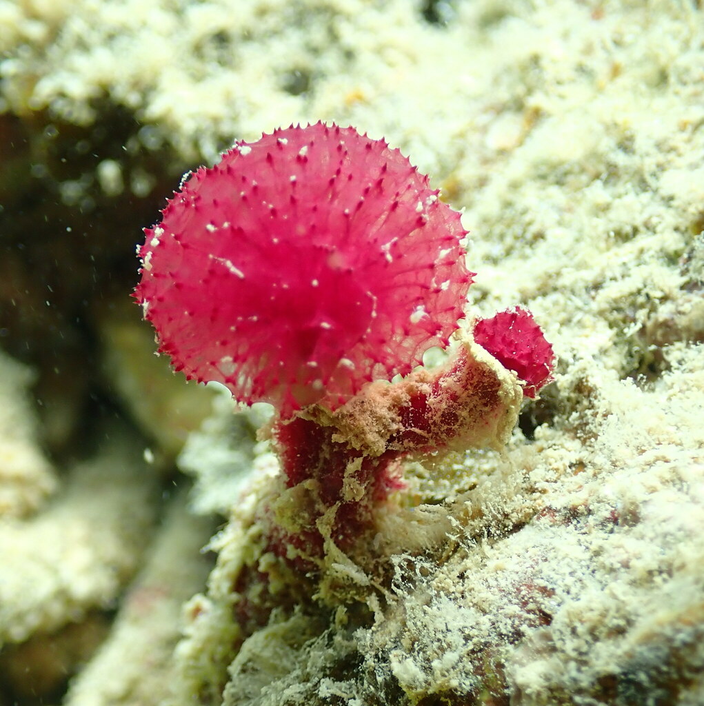 Puffball sponge