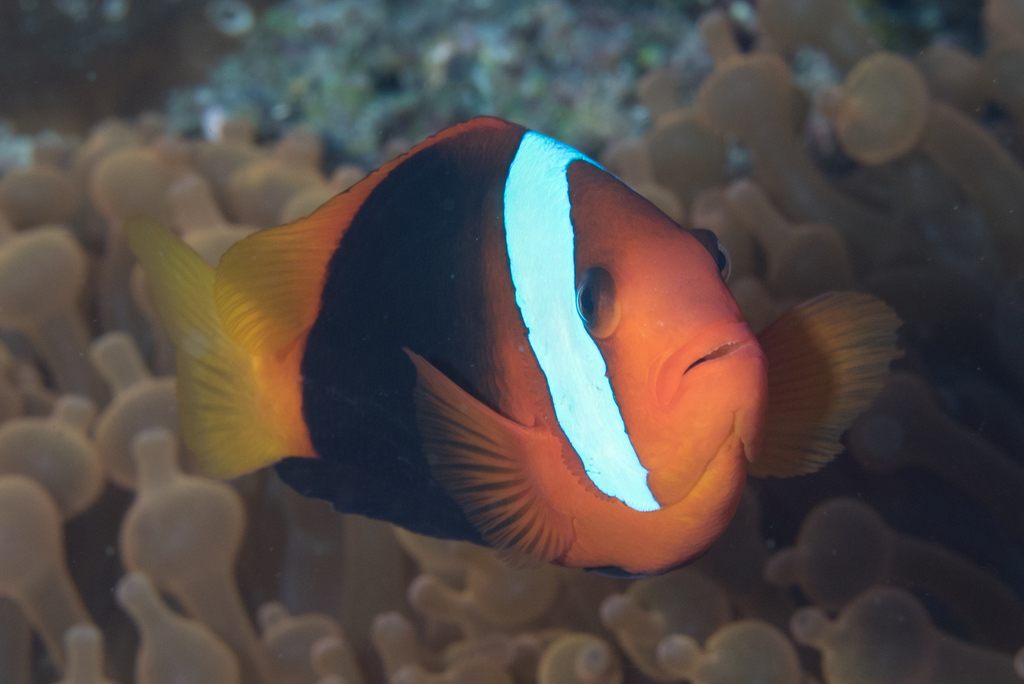 Blackback Anemonefish