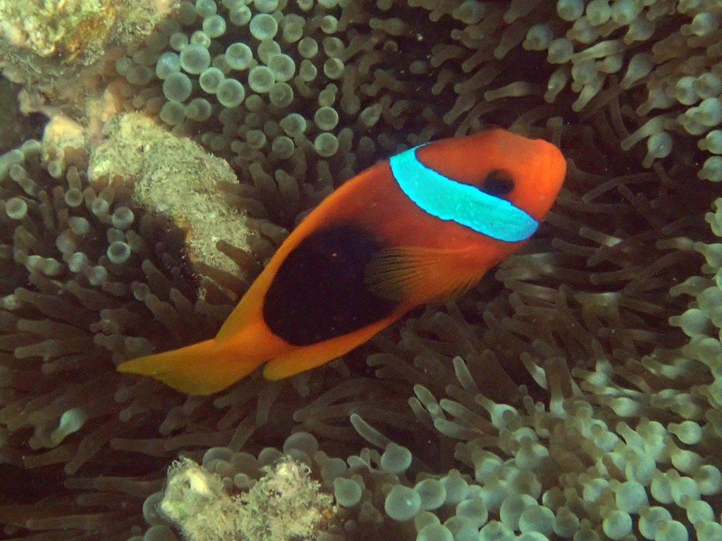 Blackback Anemonefish