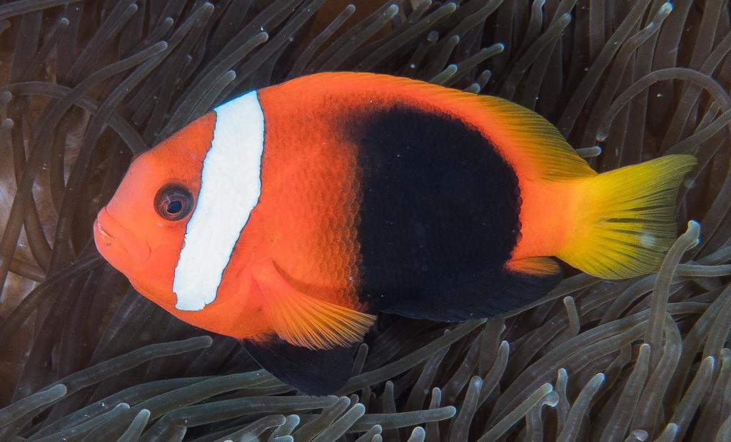Blackback Anemonefish
