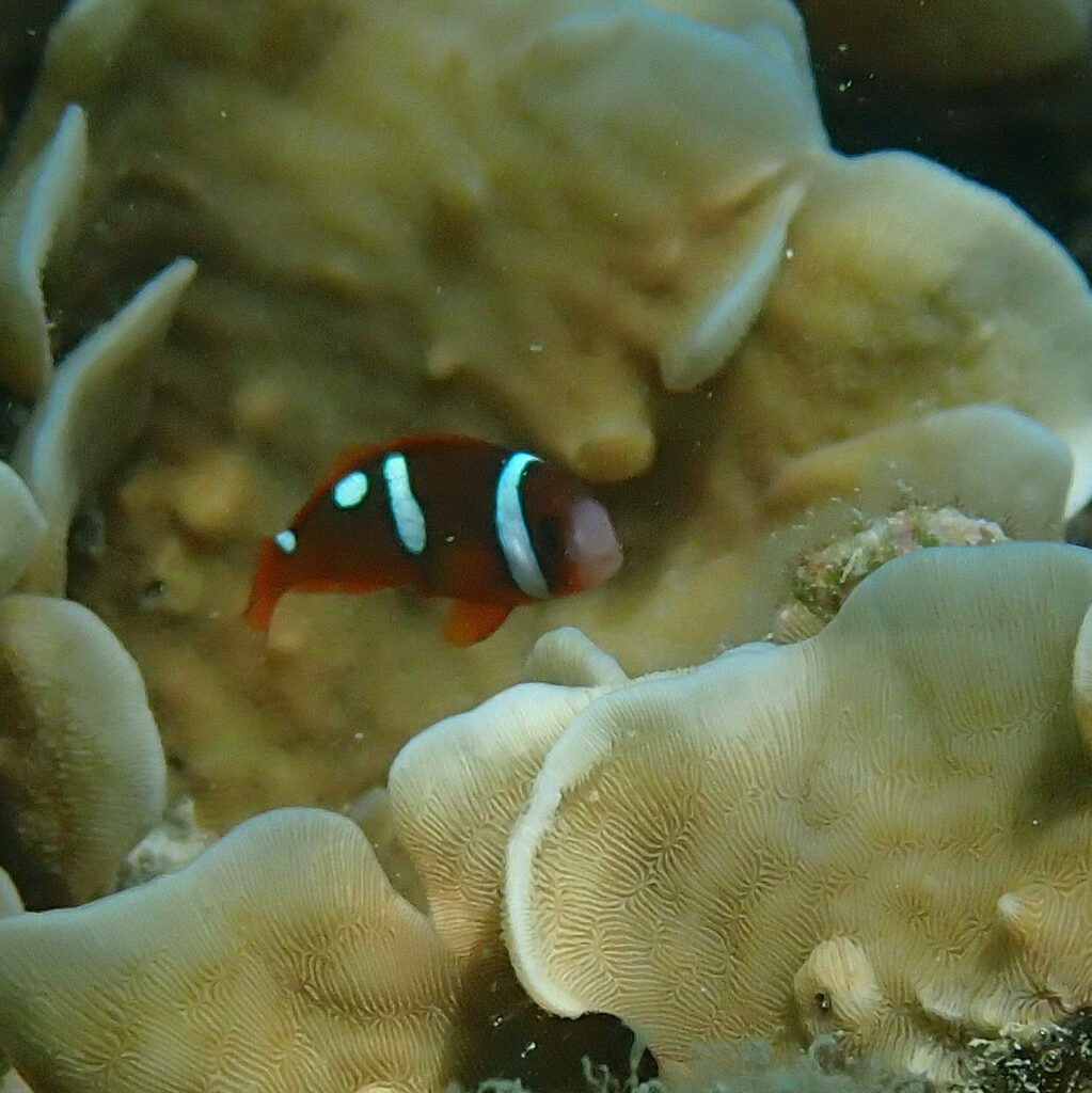 Blackback Anemonefish