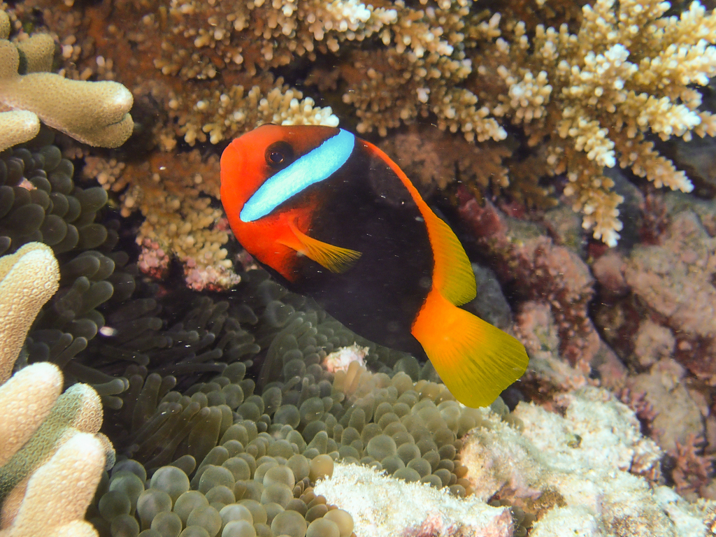 Blackback Anemonefish