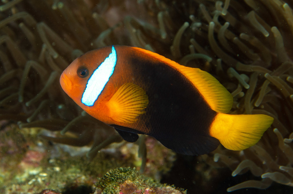 Blackback Anemonefish