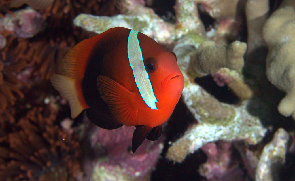 Blackback Anemonefish