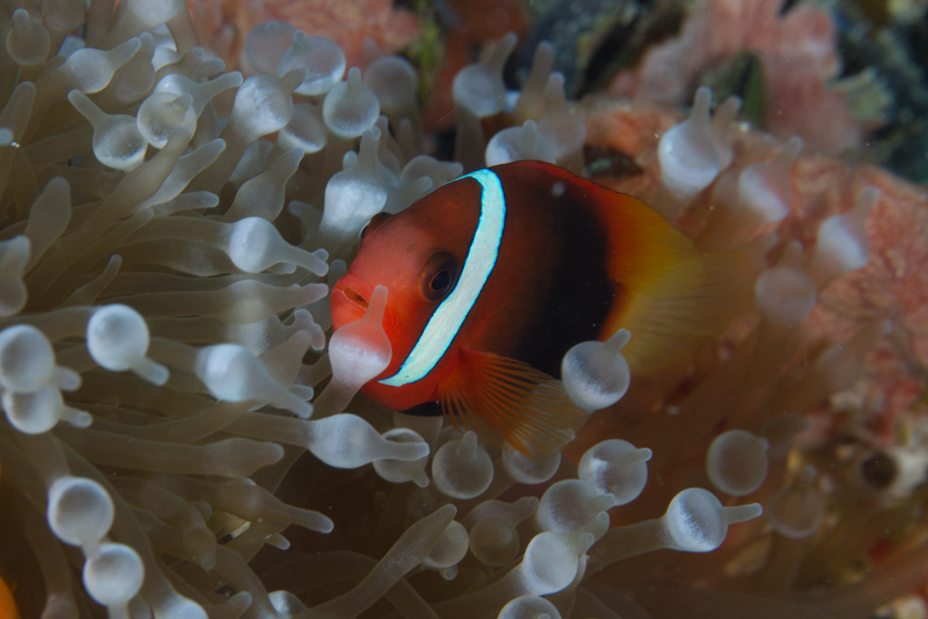 Blackback Anemonefish