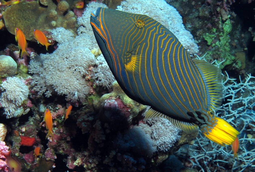 Orangestripe Triggerfish
