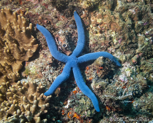 Linckia bleue
