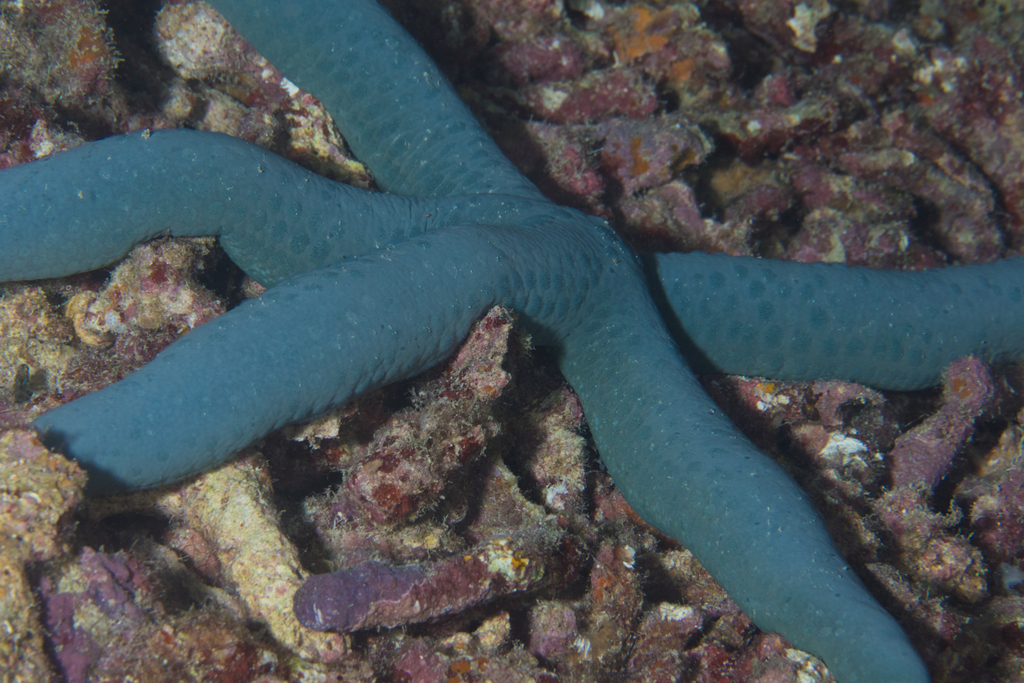 Linckia bleue