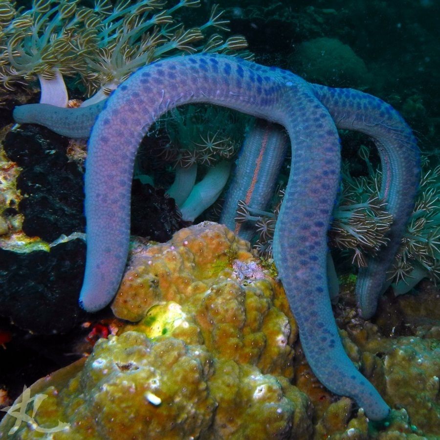 Linckia bleue