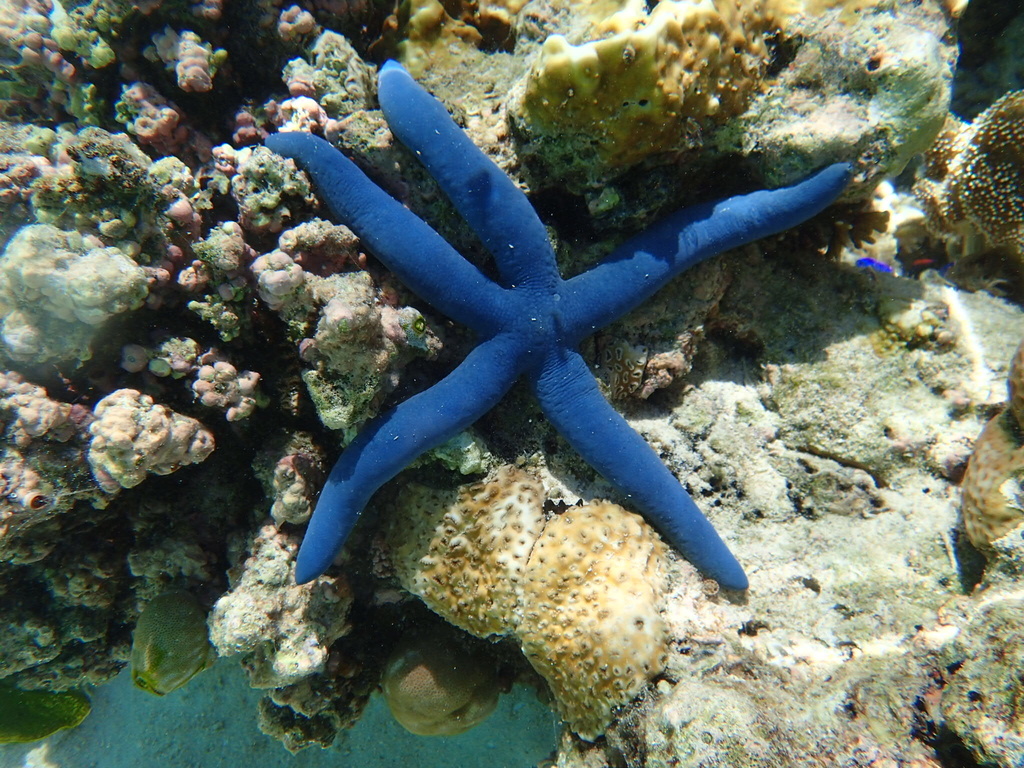 Linckia bleue