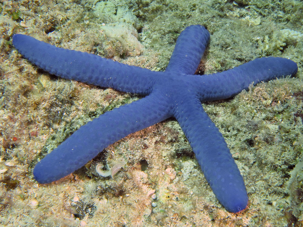 Linckia bleue