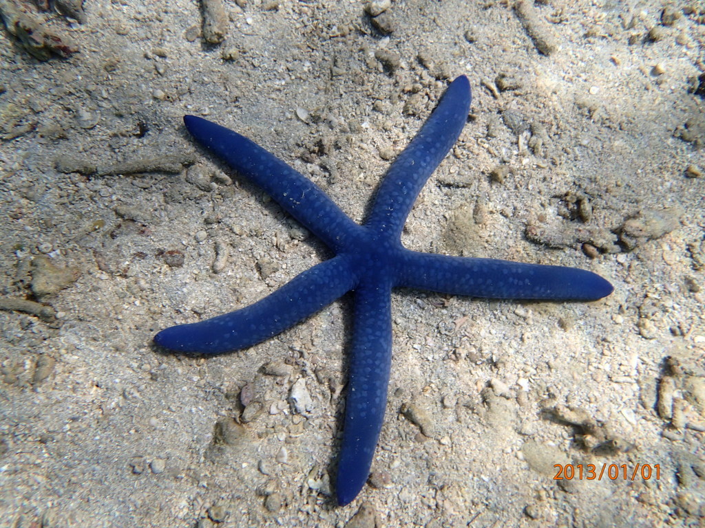 Linckia bleue