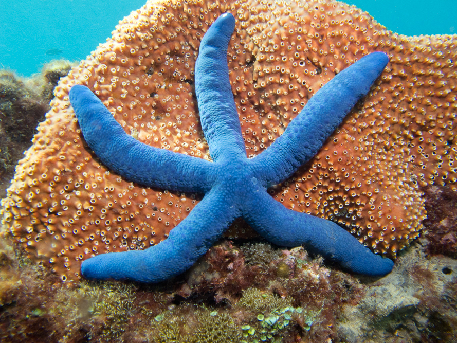 Blue Linckia