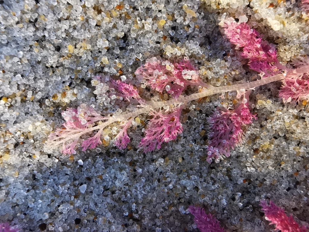 Harpoonweed