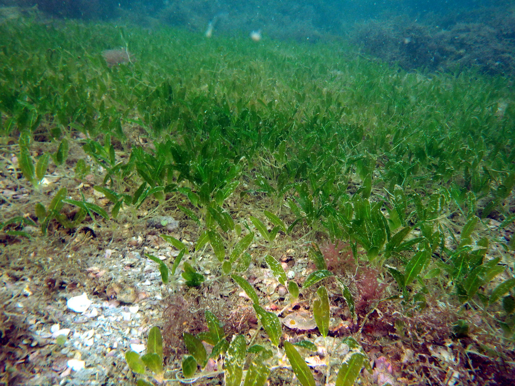 Caribbean Seagrass