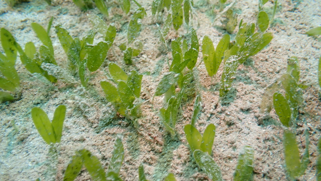 Caribbean Seagrass