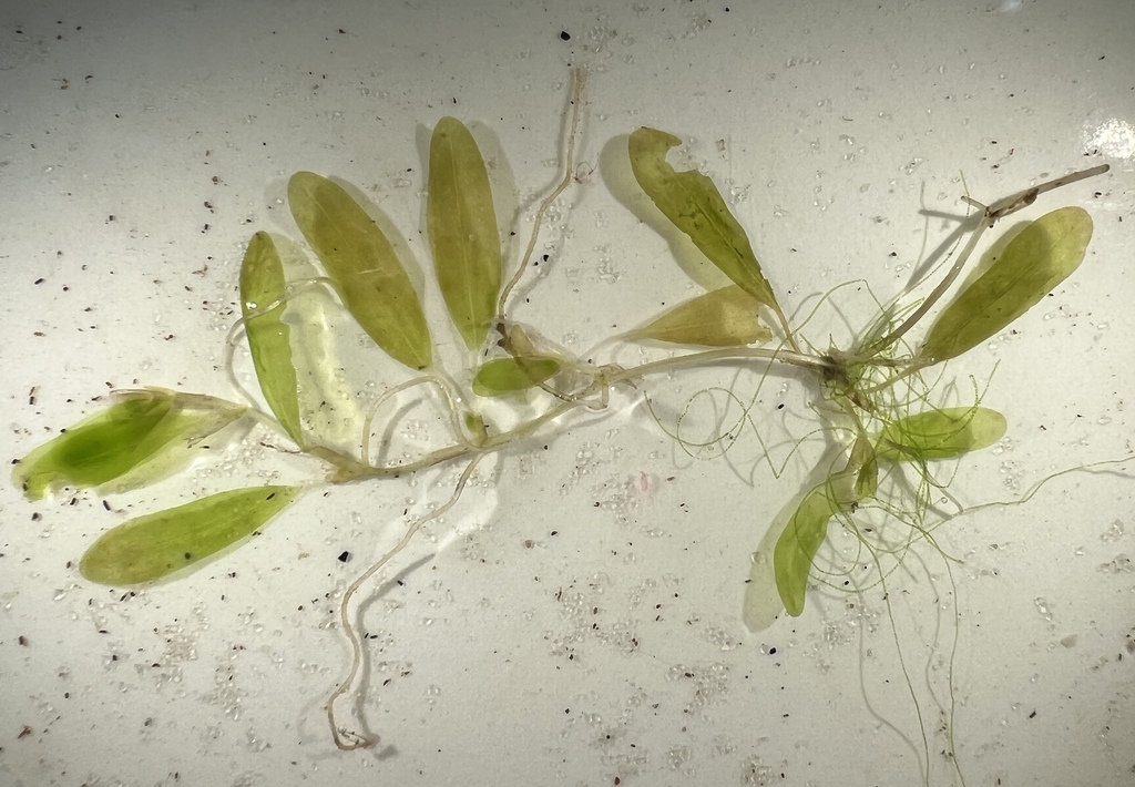 Caribbean Seagrass