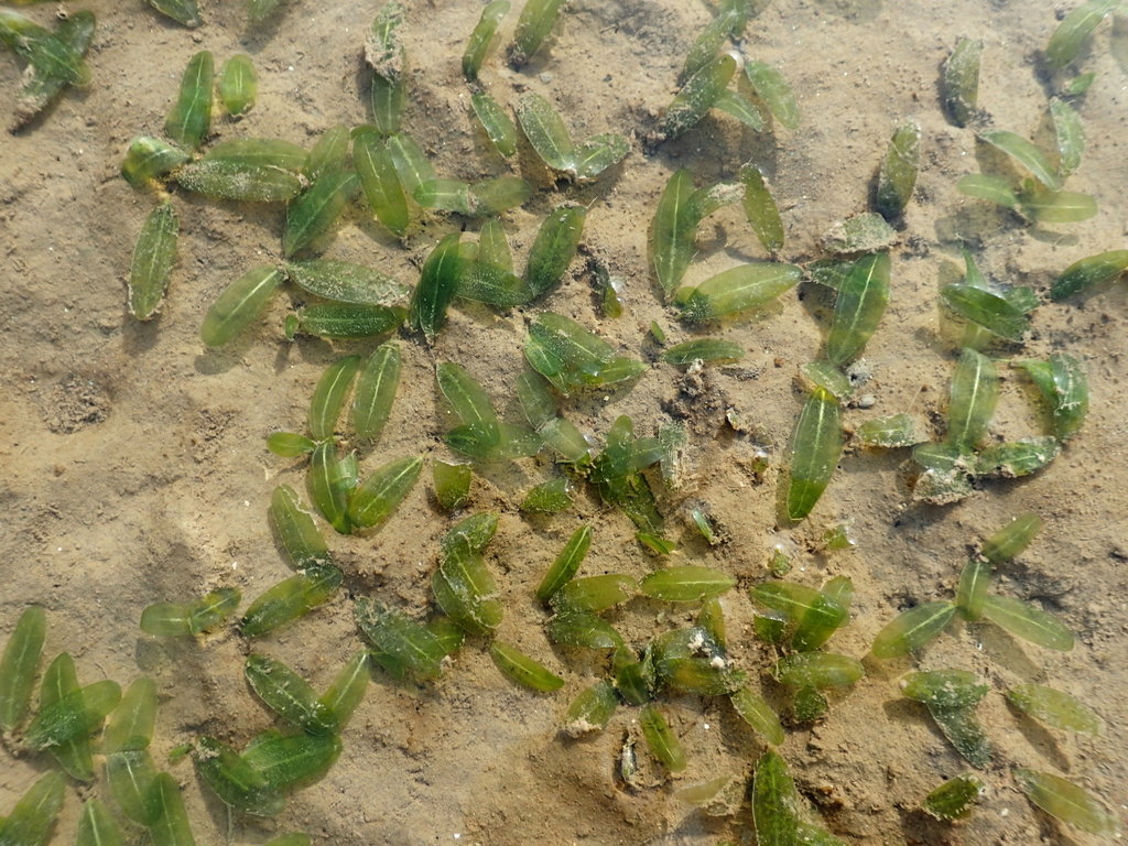 Caribbean Seagrass